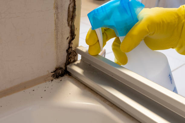 Why You Should Choose Our Mold Remediation Services in Madison Heights, MI